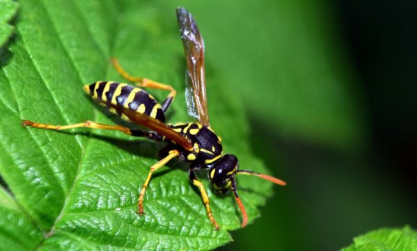 Bees and Wasps Service Main